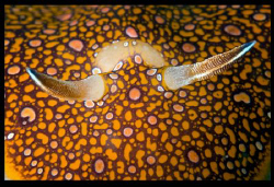 Chromodoris-charlottae detail (thinking of Yves fantastic... by Dray Van Beeck 
